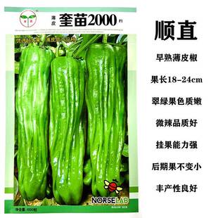 高产薄皮椒种子奎苗2000绿皮微辣优选辣椒籽新品种春秋播蔬菜种子