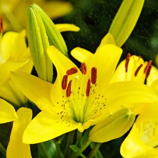 香水百合球种浓香型重瓣眼线百合种植苗多头苞种球黄天霸四季开花