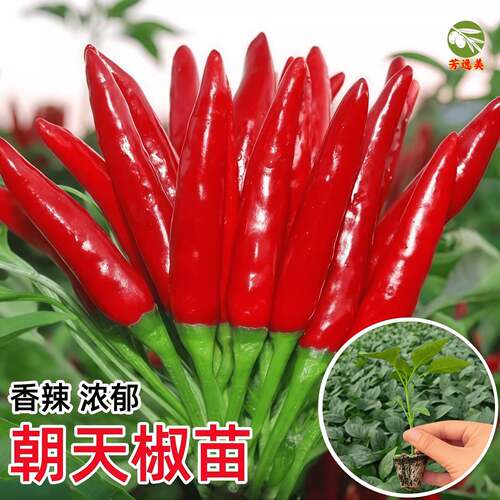 四季朝天椒苗新鲜辣椒苗盆栽四川小米本地朝天椒苗阳台盆栽蔬菜苗