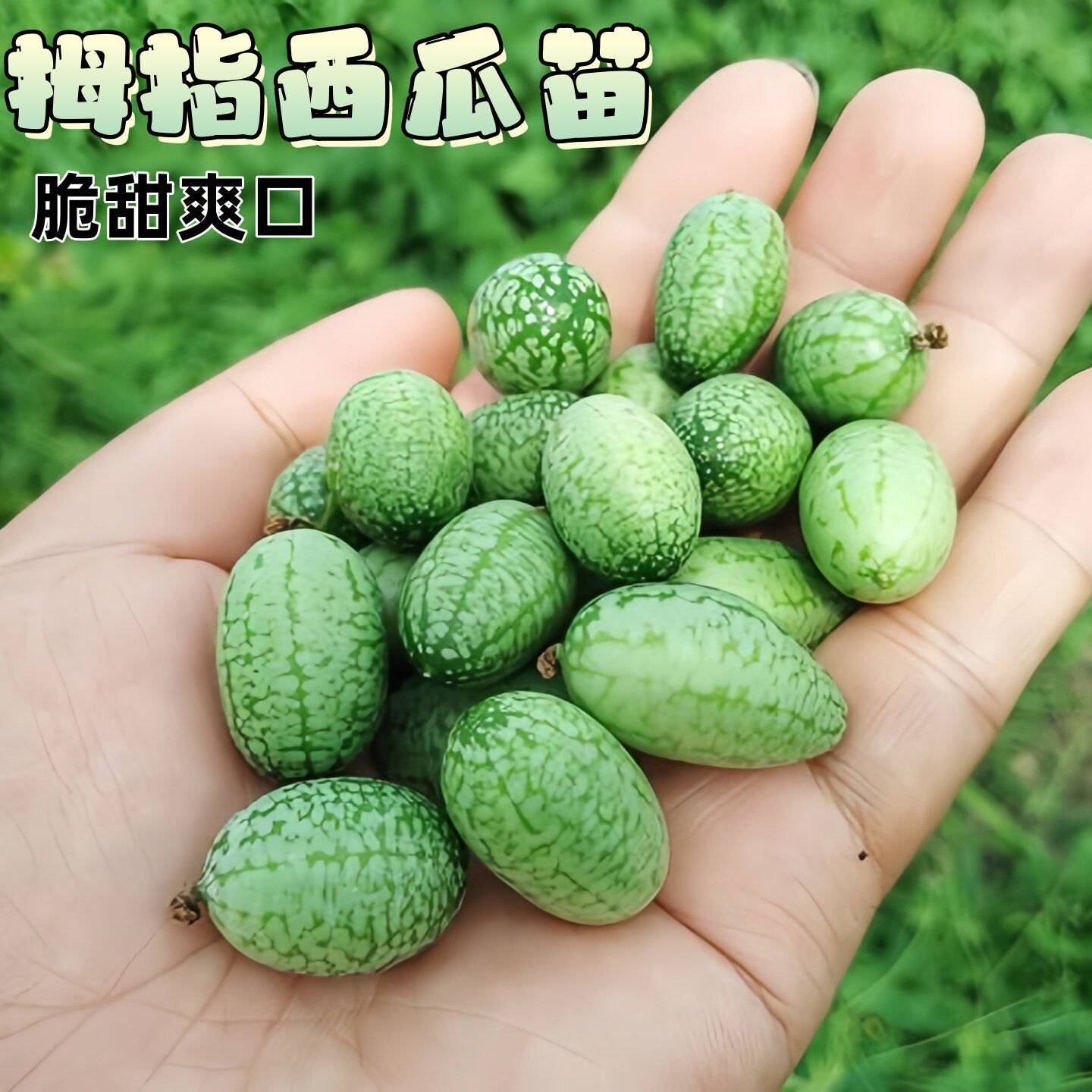 拇指西瓜苗迷你水果庭院小西瓜苗四季春季盆栽阳台农家蔬菜苗