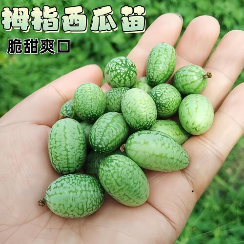 拇指西瓜苗迷你水果庭院小西瓜苗四季春季盆栽阳台农家蔬菜苗