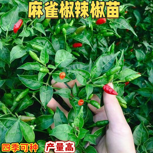 魔鬼麻雀椒辣椒苗可食用地狱火超辣小米椒特辣辣椒苗四季种植
