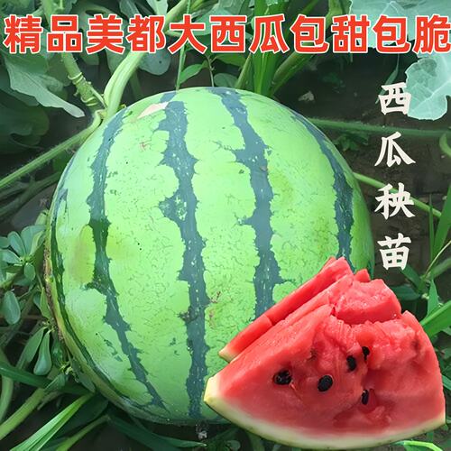 美都西瓜种子苗子抗裂高产红瓤麒麟西瓜种子苗甜脆嫁接西瓜苗包邮