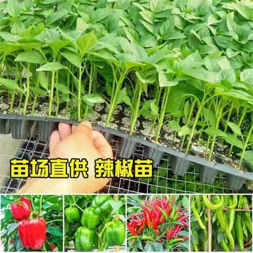 小米辣椒苗秧苗四季高产广东樟树港朝天椒七彩指天二荆条阳台盆栽