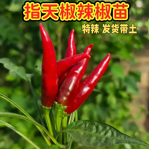 簇生朝天椒苗秧特辣小米辣椒苗指天椒种苗四季南方阳台盆栽菜苗孑