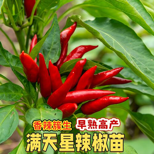 新鲜朝天椒小米辣满天星辣椒苗口感好辣味浓郁口感好老品种辣椒苗