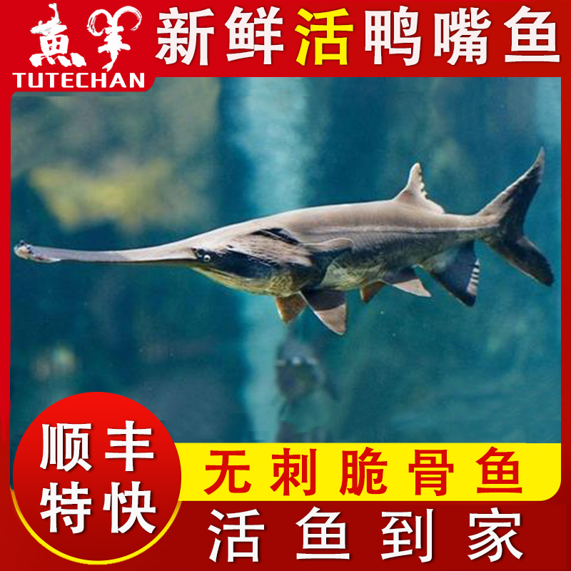 送礼鲜活鸭嘴鱼包活到家