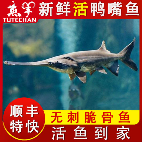 送礼鲜活鸭嘴鱼包活到家