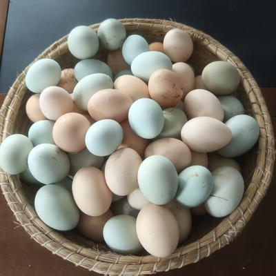 散养混养跑山鸡种蛋芦花贵妃鹊山种蛋包受精率包邮现捡现发