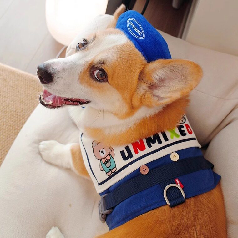 狗狗防爆冲胸背带柯基透气可爱韩系海军领背心式遛狗牵引绳不勒脖