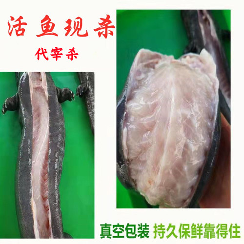 【活鱼代杀现杀】冷冻冰鲜食用娃娃鱼人工养殖大鲵食材水产海鲜鱼