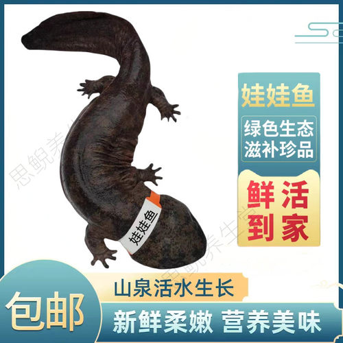 【8斤一条】活体娃娃鱼 养殖场直发 包活到家 货到及时收货即可