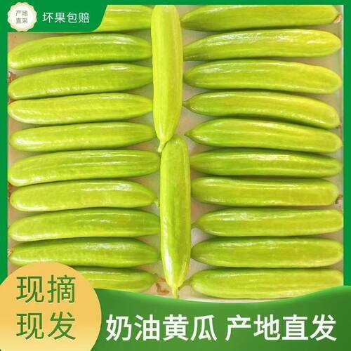 清脆爽口水果小黄瓜现摘现发奶油黄瓜减脂黄瓜孕妇可吃水果小黄瓜
