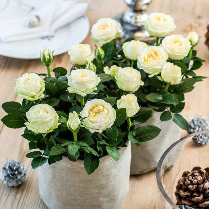 瑰玫花大植物易活浓香型盆栽玫瑰花苗礼物玖瑰开花办公室大花朵