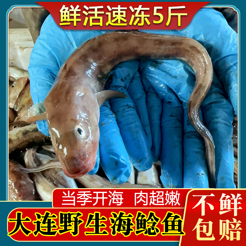 大连海鲶鱼新鲜活冷冻非胖头鱼大沙光鱼推浪鱼新鲜小龙鱼顺丰包邮