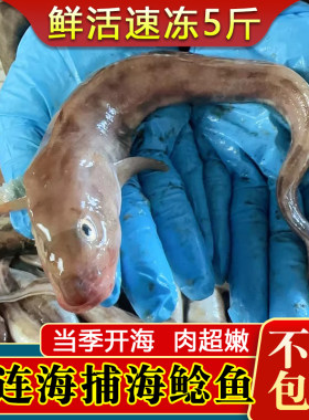 大连当地渤海湾纯海鲶鱼上岸