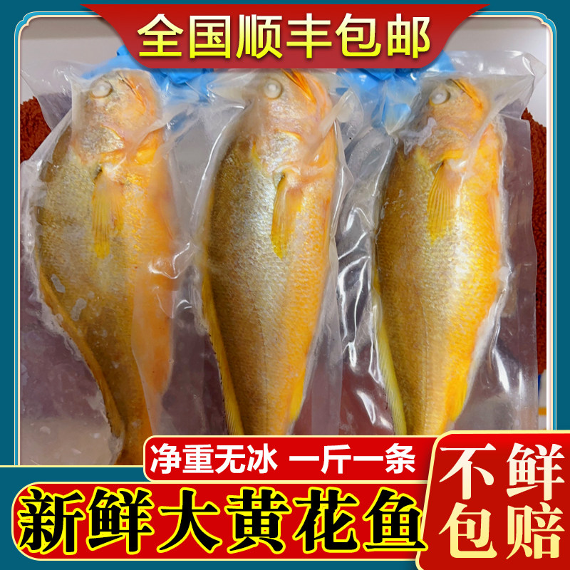 新鲜黄花鱼冷冻大连水产