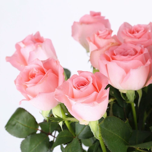 Диана розовая роза саженцы в горшках старая свайная балкон -двор очень большие цветы и ароматные цветы с четырьмя сезонами с почками