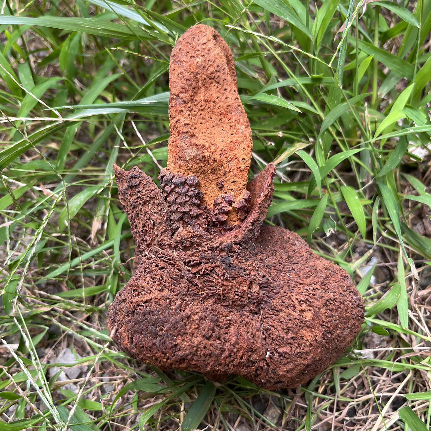 云南深山金锁阳正品续阳草中药材正宗无硫不老草男性泡酒料