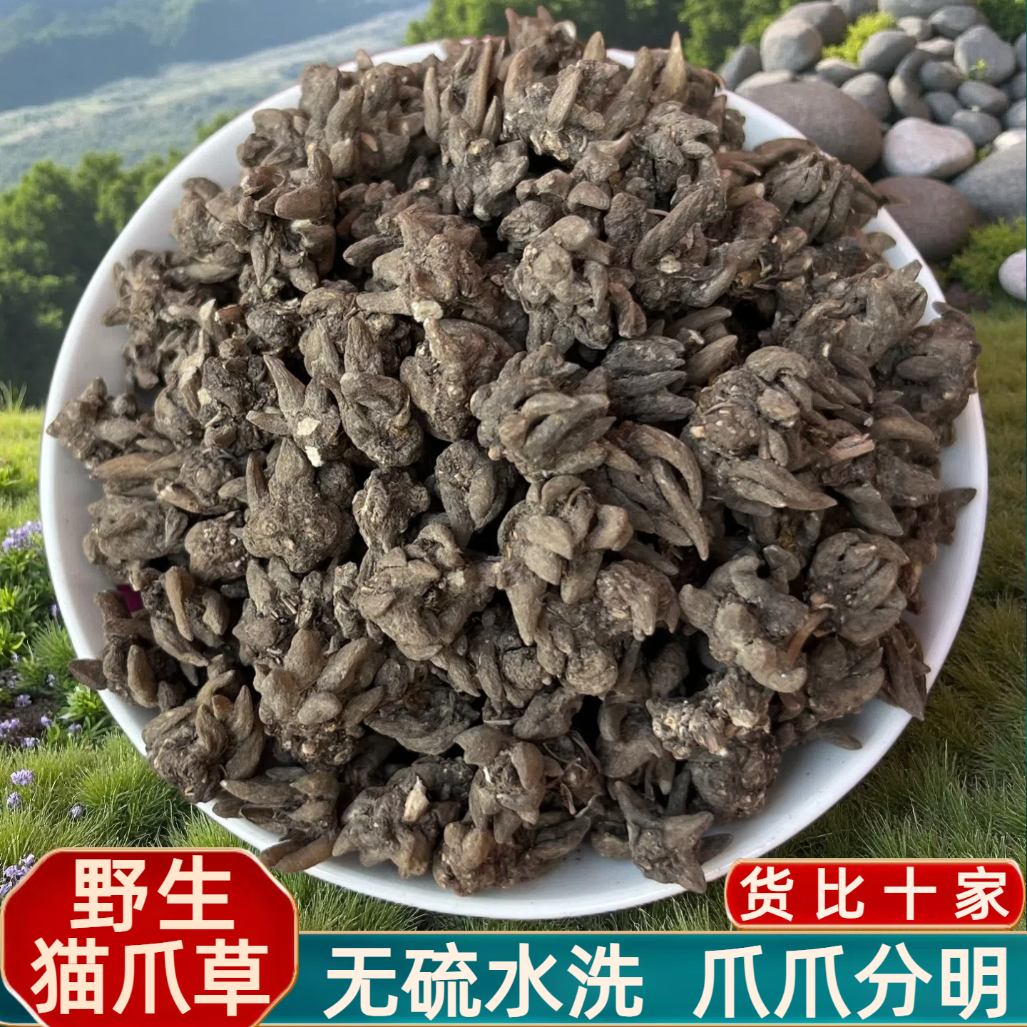 正宗猫爪草500g水洗野生小猫抓草河南信阳搭夏枯草蒲公英郁金泡茶