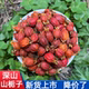 广西山栀子500g栀子果泡茶深山山栀子红栀子粉中药材上色食用卤肉