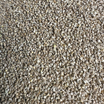 稗子草籽酿酒酒粮鸟食鸟粮水稗子草种子白稗子