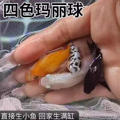 四色玛丽球奶牛玛丽球皮球鱼