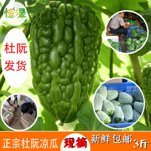 正宗杜阮凉瓜新鲜农家大顶苦瓜松脆无渣圆形粤菜现摘3斤广东 包邮