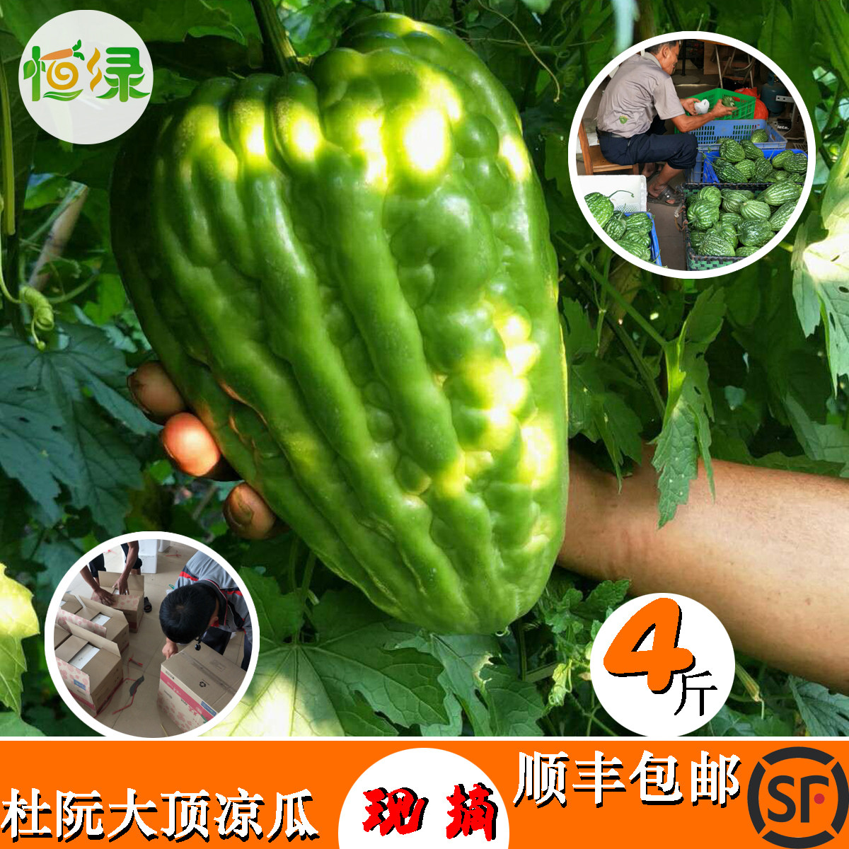 杜阮凉瓜图片杜远,阮凉瓜图片,凉瓜图片大全大图片_大山谷图库