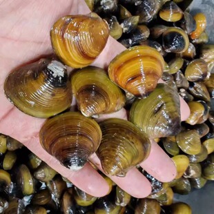 精选睦洲黄沙蚬特大500g顺丰