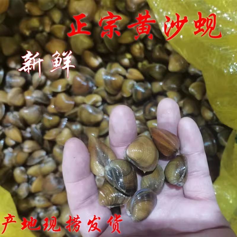 正宗黄沙蚬黄金蚬新鲜肥美饱满河蚬蚬子500g鲜活江门睦洲特色河鲜 水产肉类/新鲜蔬果/熟食 其它 原图主图