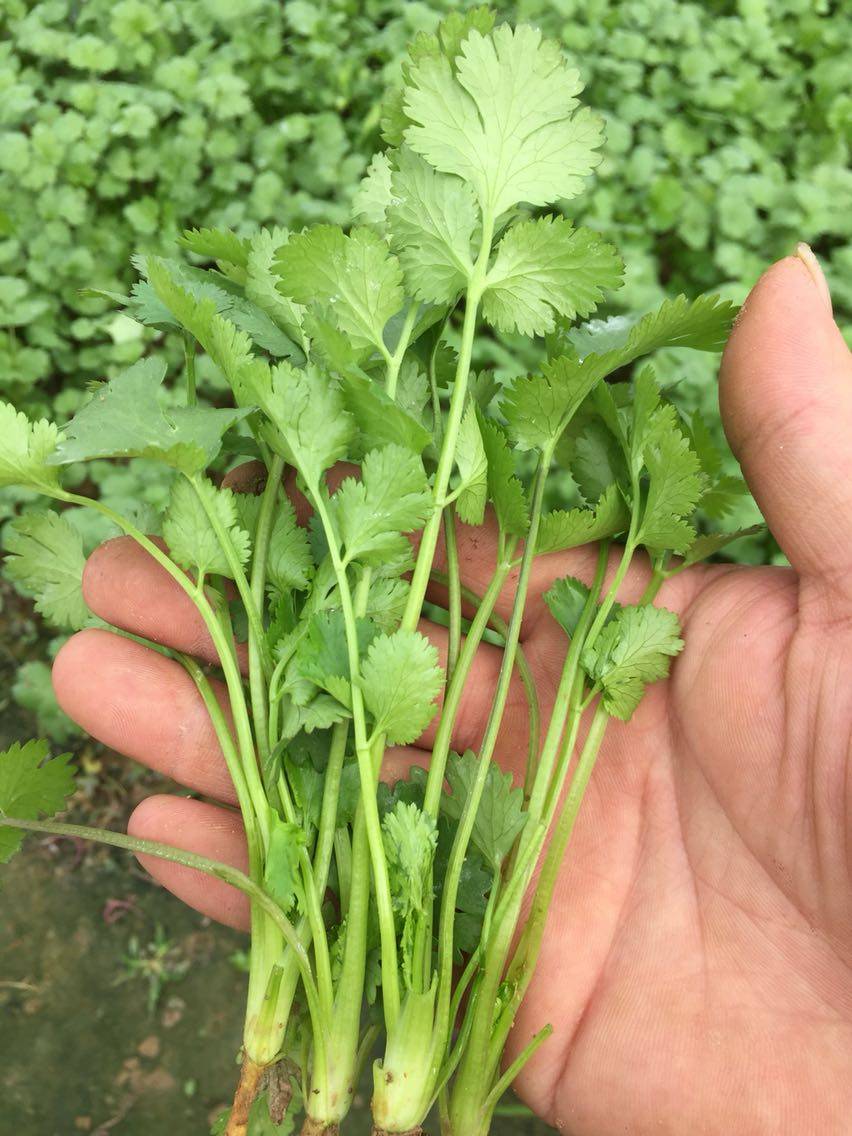 香菜芫茜农家新鲜蔬菜无公害现摘500g三叶香英芫茜细叶芹英元西