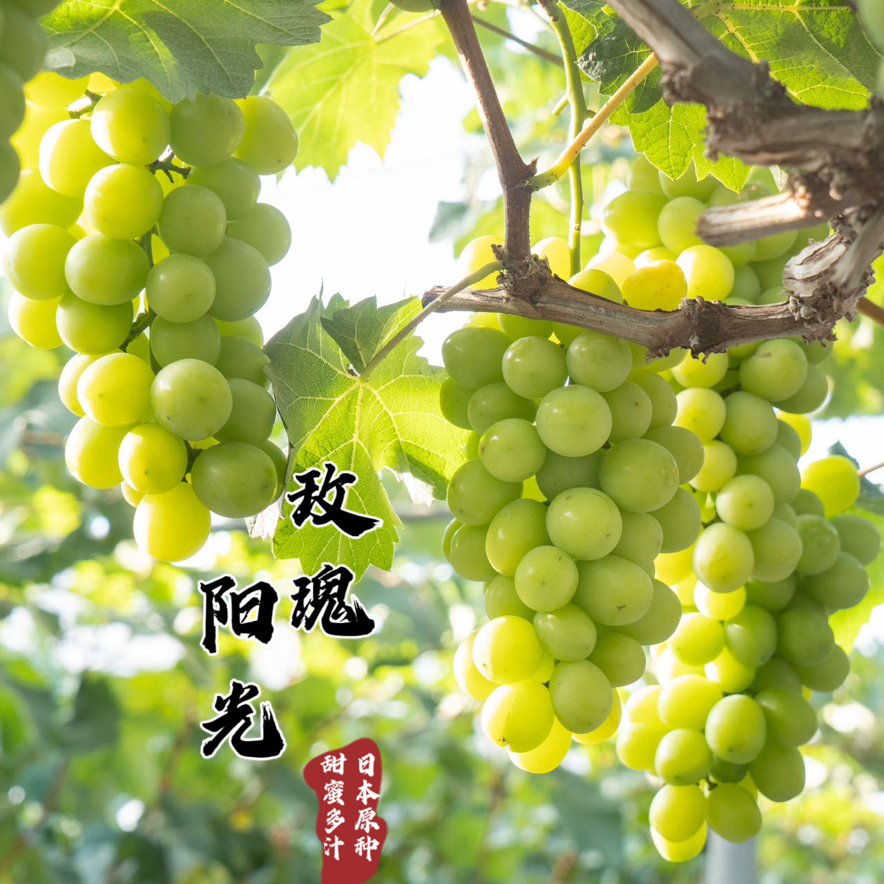 阳光玫瑰葡萄香印晴王青提2-3串