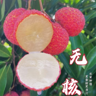 海南无核荔枝  果肉厚 汁水超多 自然熟甜度高  现摘现发顺丰空运