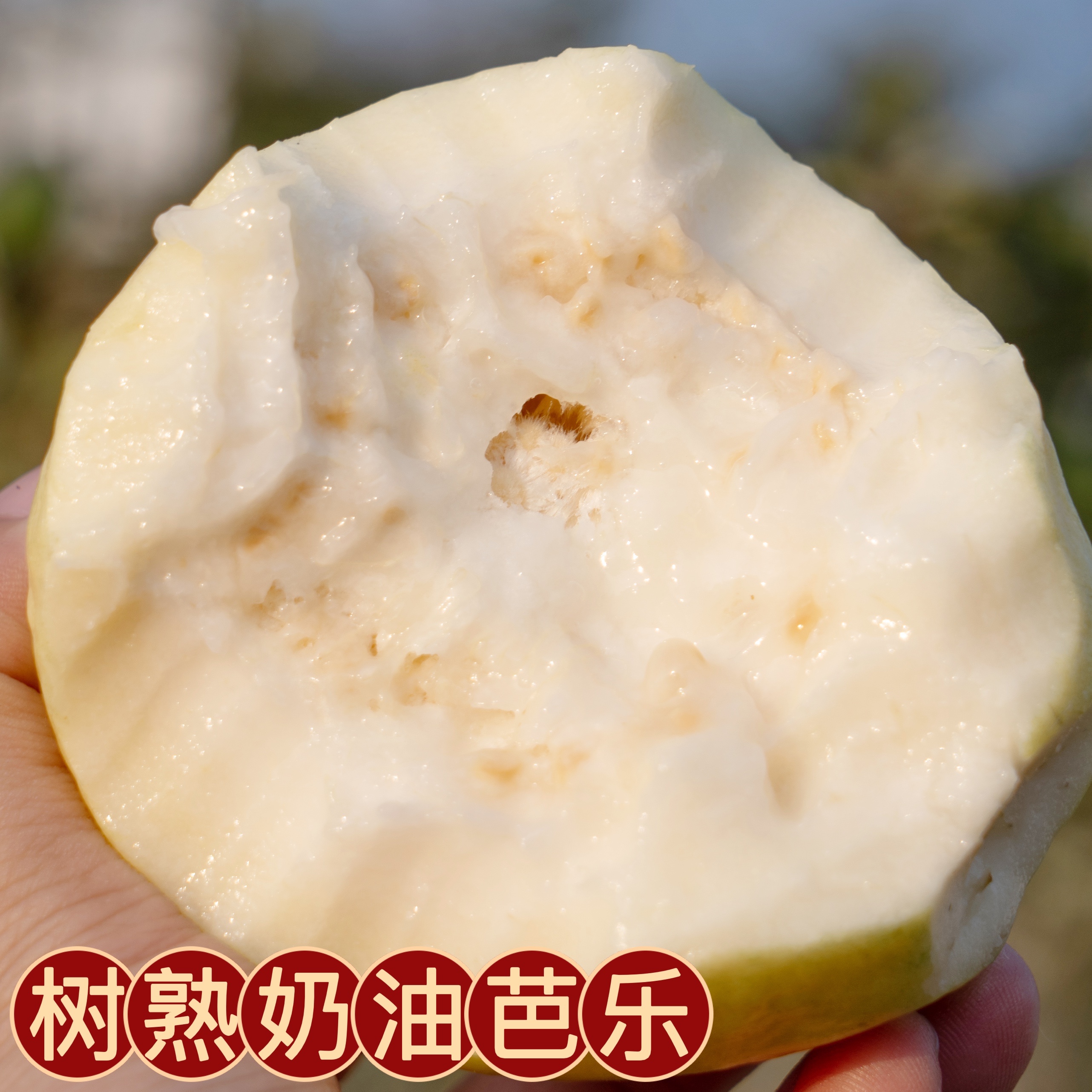 树上熟软心奶油芭乐4.7-5斤 放软吃糯甜芭乐味浓 送酸梅粉 番石榴