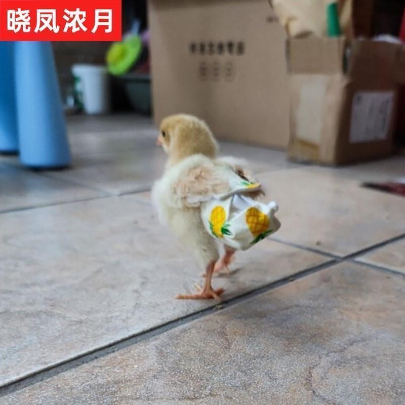 衣服尿不湿鸡用纸尿裤小