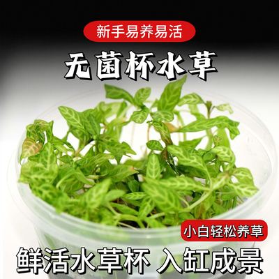 无菌杯水草后景草鱼缸造景活水草