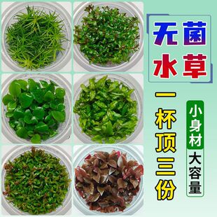 无菌杯水草中前景水培迷你椒草小水榕宫廷鱼缸造景青椒珍珠牛毛草