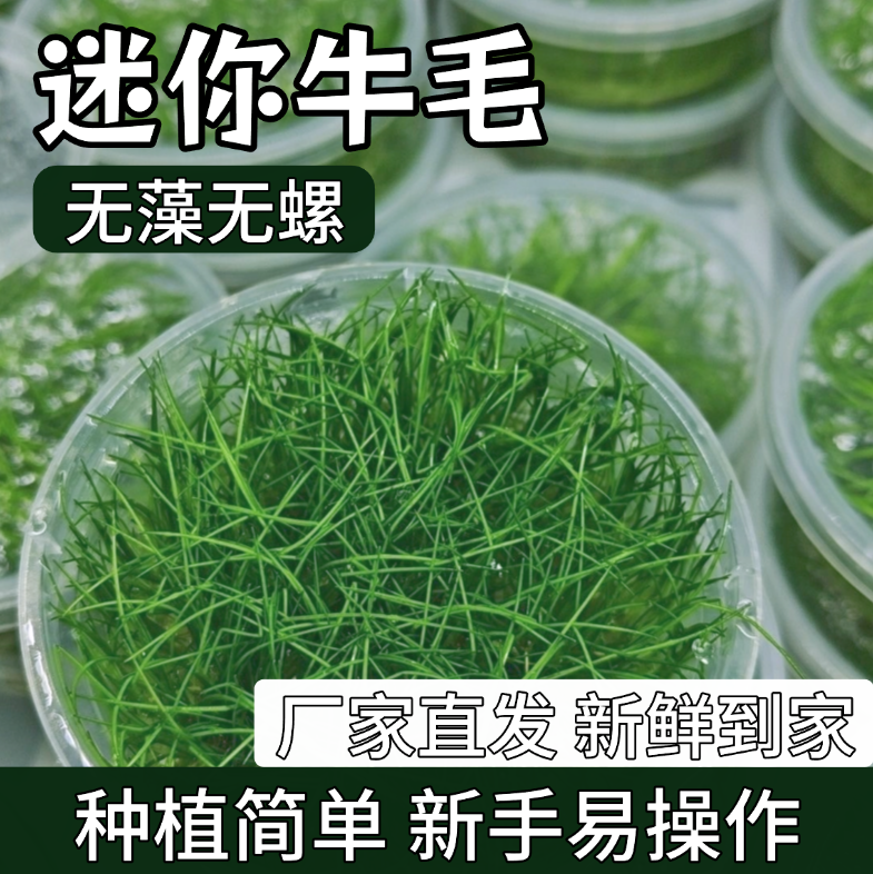 【迷你牛毛】无菌杯水草鱼缸草坪草皮造景植物新手水培阴性前景