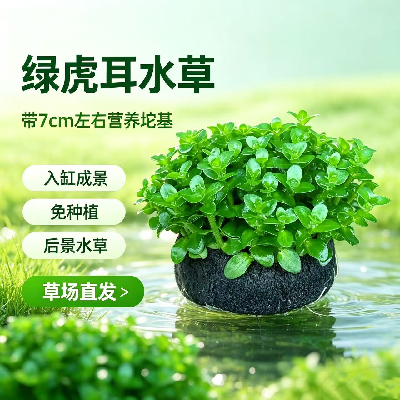 虎耳大坨草缸鱼缸造景水草场直发