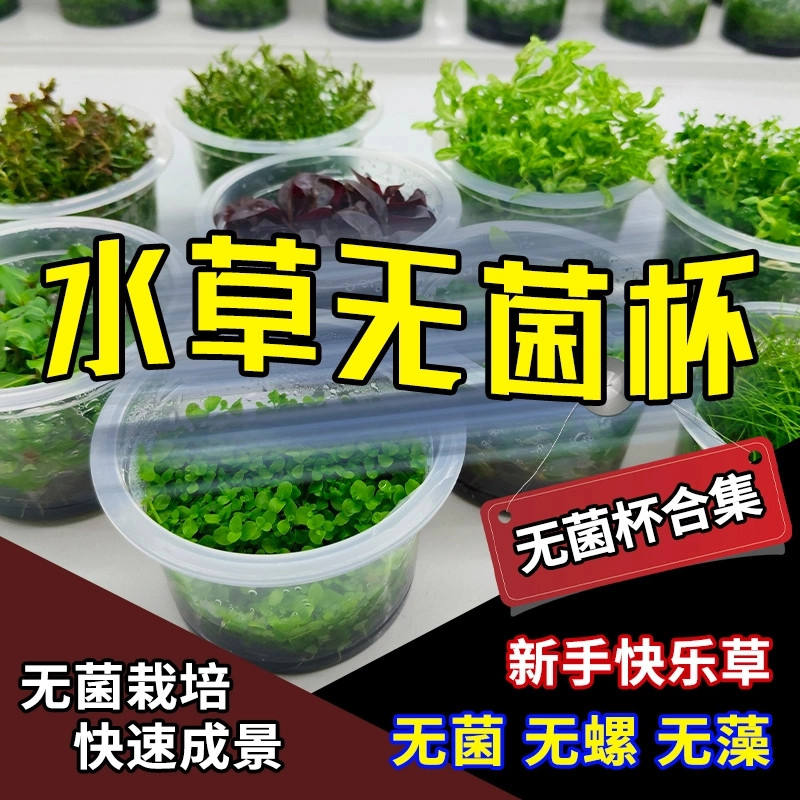 无菌杯水草大合集草缸造景鱼缸造景前景草坪矮珍珠高珍珠牛毛宫廷