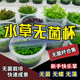 无菌杯水草大合集草缸造景鱼缸造景前景草坪矮珍珠高珍珠牛毛宫廷
