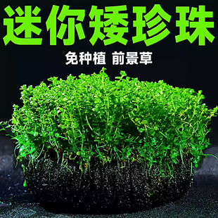 迷你矮珍珠坨草鱼缸造景懒人水培活体植物阴性前景净水增氧水下叶