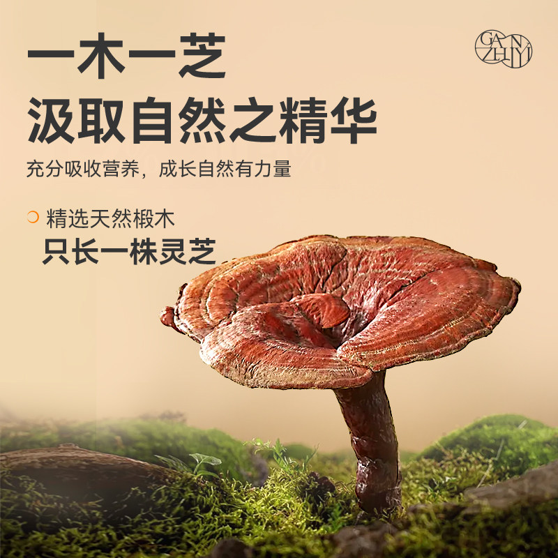 【恩佳专享】甘之颐灵芝孢子粉20g礼盒装送礼大别山原产地过年