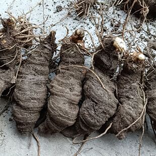 云南哀牢山鲜货重楼大个头 七叶一枝花 独角莲部分带芽可种植