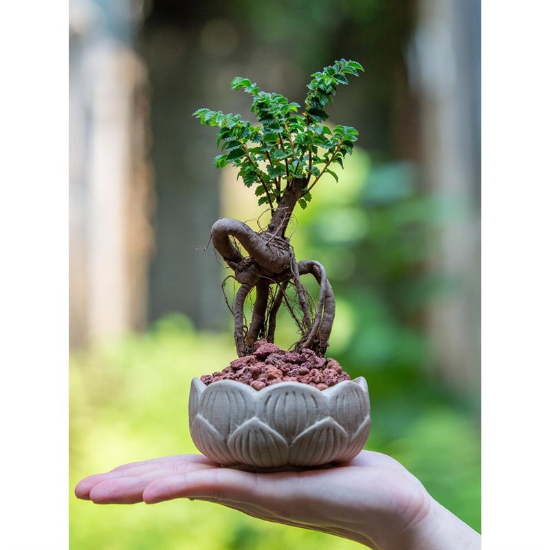 小叶榆树盆景提根盆栽植物办公室茶几F桌面掌上禅意U造型小盆景绿
