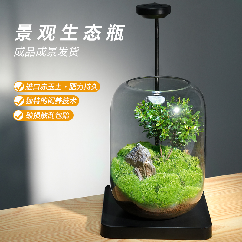 桌面植物微景观玻璃生态瓶苔藓z成品好养创意绿植室内装饰摆件盆