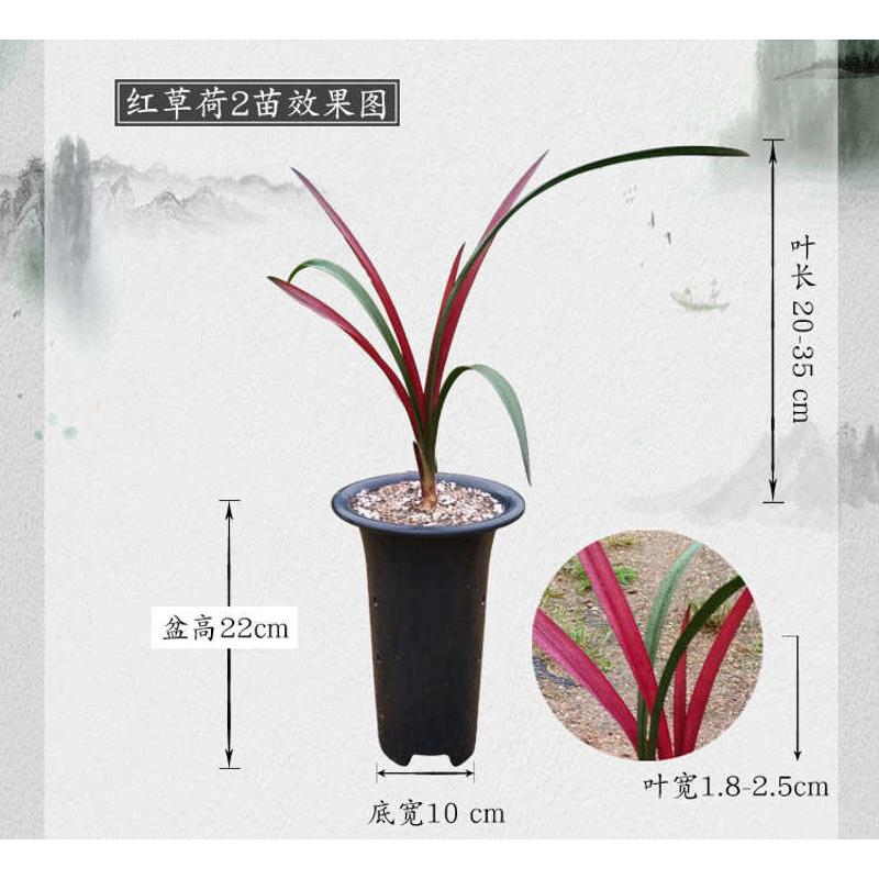 兰花矮迷你盆栽墨宝赏花紫草红小观名贵草室内四季兰红荷建兰种