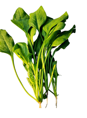 上海本地种植安食尚新鲜蔬菜组合