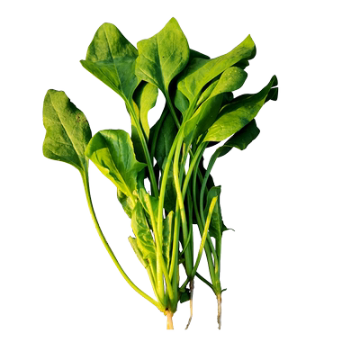 适合婴幼儿孕妇补叶酸无涩味无渣